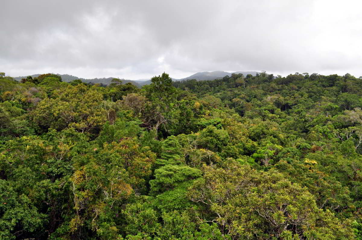 世界最古の熱帯雨林