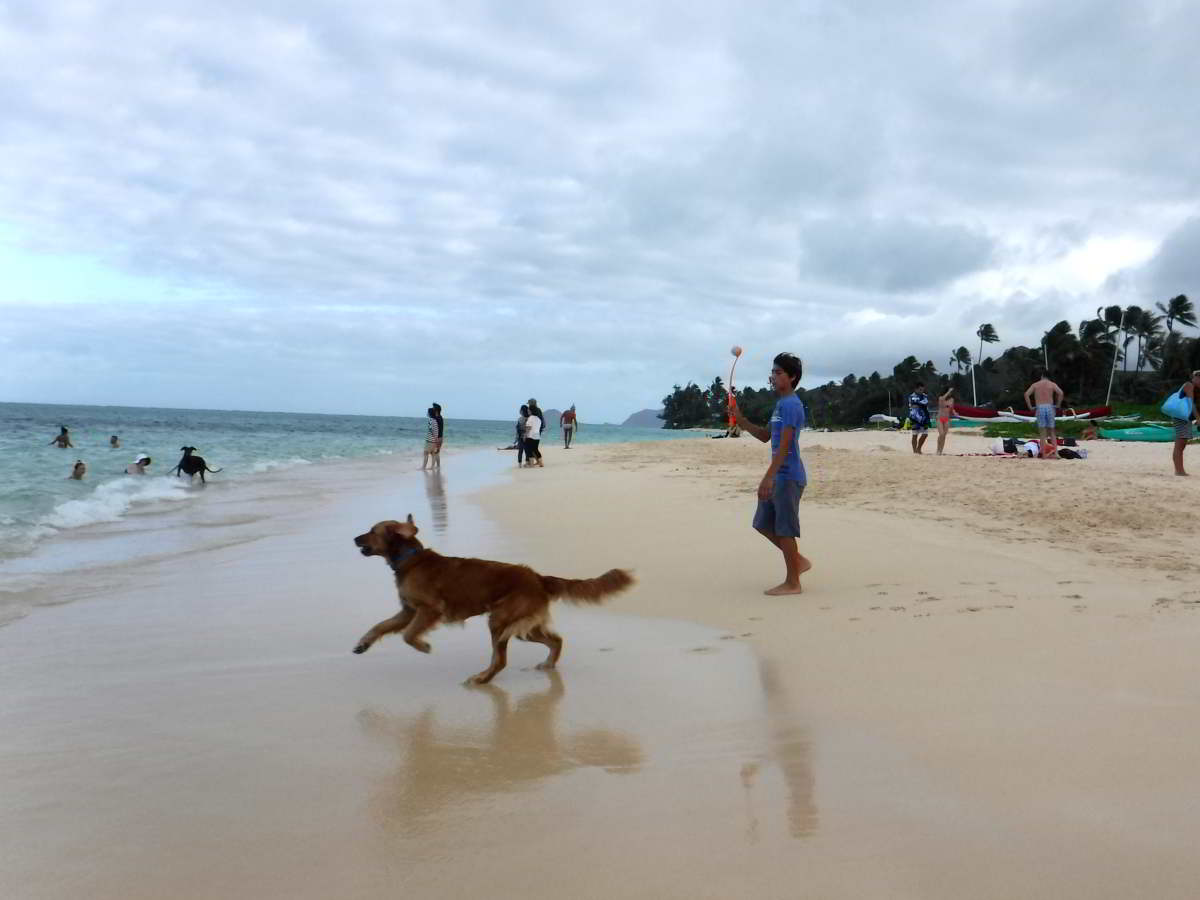 Lanikai Beachを散歩する犬